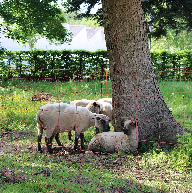 Mirjamfest Schäfchenwiese